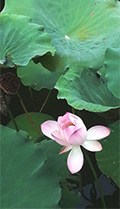 相片：荷花。