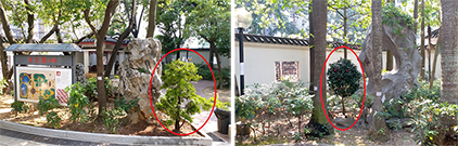 相片：花卉展覽後移植到李鄭屋邨漢花園的羅漢松（左圖）和山茶花。