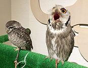 相片：横斑腹小鴞（左）和白脸角鴞。