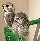 相片：白脸角鴞（左）和横斑腹小鴞。