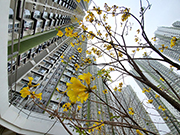 相片：安達邨的黃花風玲木。