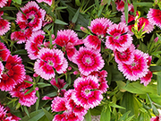 相片：德朗邨 &mdash; 花團錦簇的石竹，美不勝收。