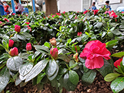 相片：慈民邨 &mdash; 含苞待放的比利時杜鵑，散發春臨大地氣息。