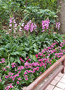 相片：彩園邨 &mdash; 粉紫挺拔的毛地黃，綴以花色鮮艷的石竹，迎接歸家的腳步。