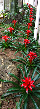  相片：慈樂邨 &mdash; 色彩艷麗的紅星鳳梨，為屋邨增添生氣。