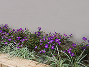 相片：慈樂邨 &mdash; 紫藍色的巴西野牡丹，伴隨花葉沿階草，為悠閒角落平添一份寧謐。