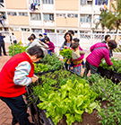 相片：彩虹邨居民參與園圃計劃。