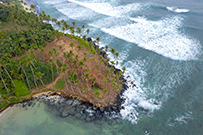 相片：Mirissa打卡熱點 &mdash; 椰樹林。