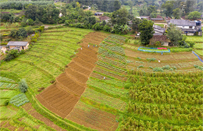相片：遼闊的田野。
