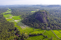 相片：巨石聳立於登巴德尼亞王朝(Dambadeniya)的遺址。