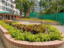 相片：蝴蝶邨的园艺。