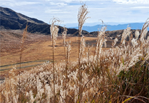 相片：山上芒草。