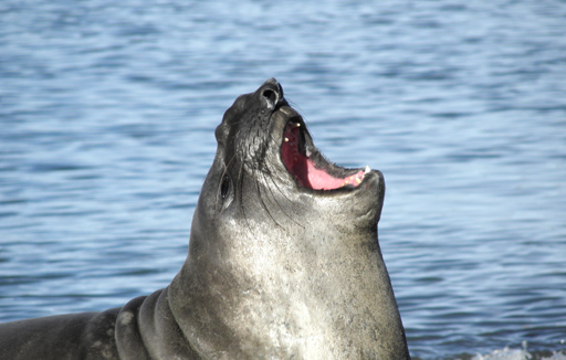 相片：南象海豹 (二)