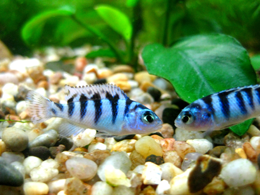 相片：蓝斑马鱼
