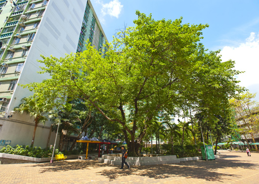 Photo: The luxuriant Ficus virens in Mei Lam Estate.