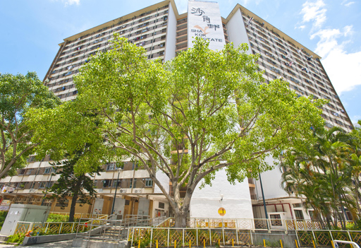 相片：位于沙角邨金莺楼对出路旁的假菩提树。