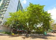 相片：美林邨的大葉榕，生長茂盛。