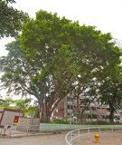 相片：彩虹邨的高山榕，屬香港古樹名木之一。