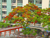 相片：愛民邨的鳳凰木紅花吐艷，燦爛耀目。