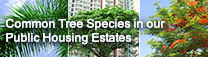 Common Tree Species in our Public Housing Estates