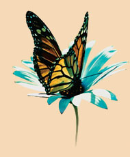 Graphic Decoration
