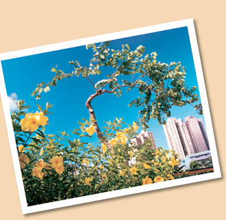 Winning Entry of the Green Estate Photo Competition with Yue Tin Count in the background.