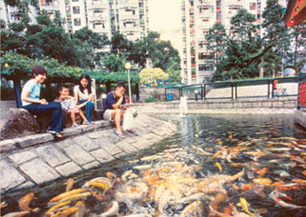 Chuk Yuen (North) Estate - Winning Entry of Green Estate Photo Competition.