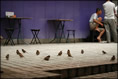 Photo: Sparrows enjoy their meal outside Azalea Café after the busy lunch hours.