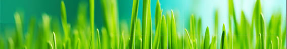 Decoration image
