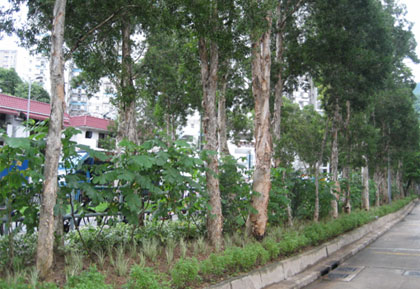 Photo: Landscape Improvement in Sun Chui Estate