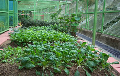 Photo: Green Corner-cum-Orchard
