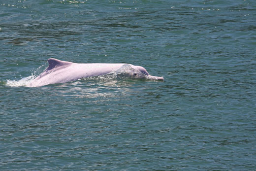 Photo: Dolphin Watch