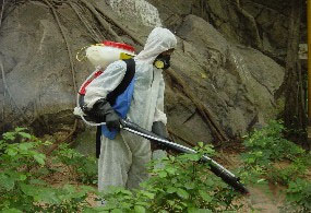 Photo: Spraying insecticide on slope