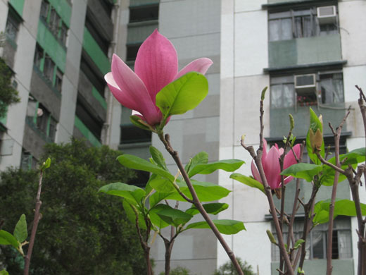 图：隆亨邨的木兰花园