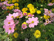 图：2008 年香港花卉展览