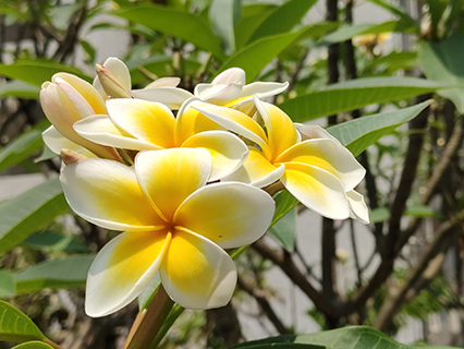 Frangipani