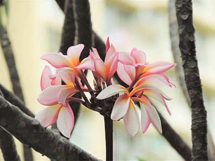 Frangipani