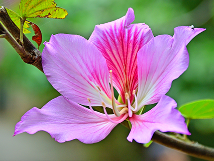 Hong Kong Orchid Tree