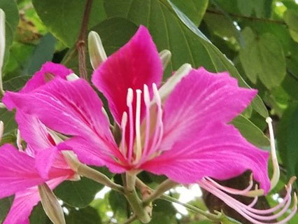 Hong Kong Orchid Tree