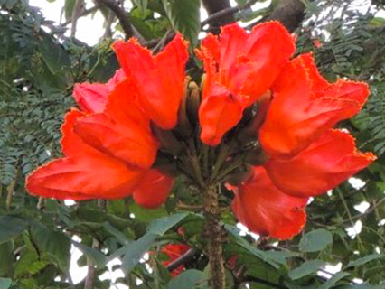 African Tulip Tree