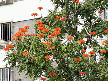 African Tulip Tree