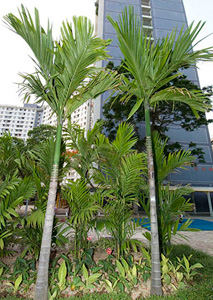 Areca catechu 1