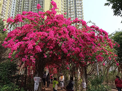 Beautiful Bougainvillea