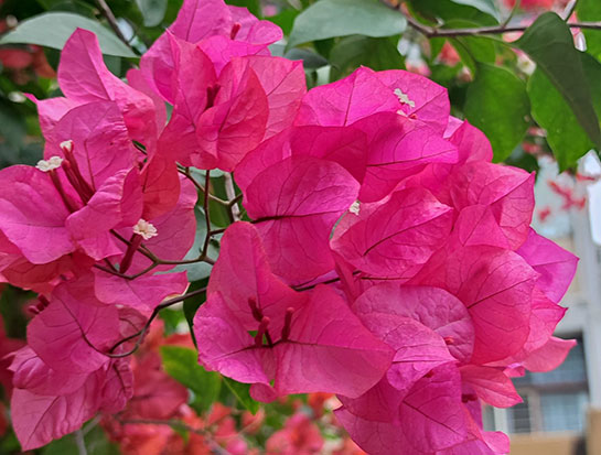 Beautiful Bougainvillea