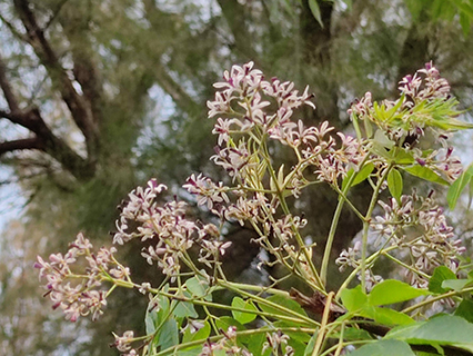 China-berry