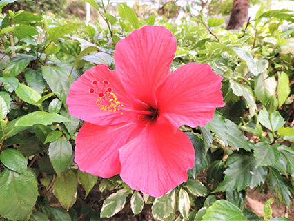 大紅花（朱槿）