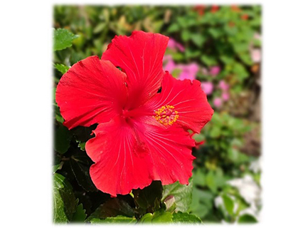 Chinese Hibiscus