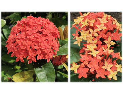 Chinese Ixora