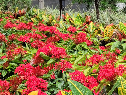 Chinese Ixora