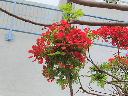 Flame Tree